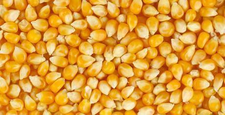 Фото Зерно продовольственной кукурузы