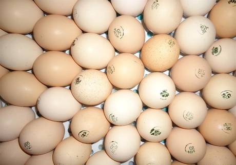 Фото Инкубационное яйцо, суточный молодняк