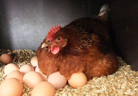 Фото Домашние куриные яйца