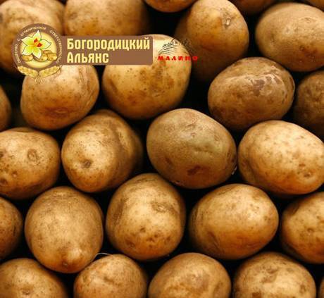 Фото Продовольственный картофель