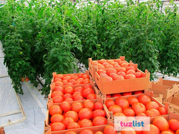Фото Продаем помидоры оптом в краснодарском крае,помидор оптом краснодарский