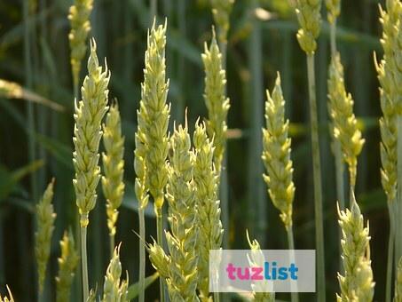 Фото Семена пшеницы озимой  :Безостая 100, Маркиз, Караван, Дуплет, Ваня