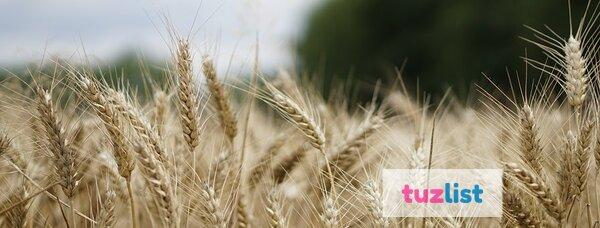 Фото Семена пшеницы озимой  : Алексеич, Гром, Юка, Таня, Гурт