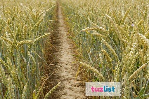 Фото Семена пшеницы озимой  : Жива, Юбилейная 100, Антонина, Баграт