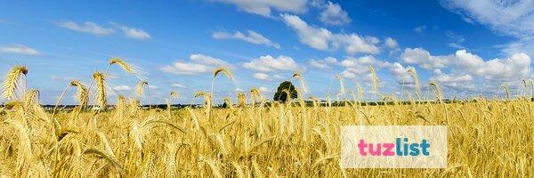 Фото Семена пшеницы озимой  :Лилит, Изюминка, Ермак, Аскет, Капитан