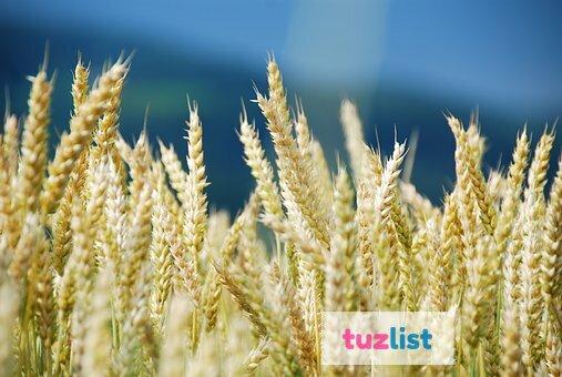 Фото Семена пшеницы озимой  : Находка , Зерноградка 11, Донская Юбилейная, Аксинья