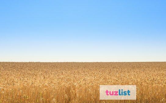 Фото Семена пшеницы озимой  : Донская Лира, Магия, Миссия, Дон Стар, Губернатор Дона