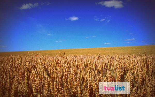 Фото Семена пшеницы озимой  : Находка , Зерноградка 11, Донская Юбилейная, Аксинья