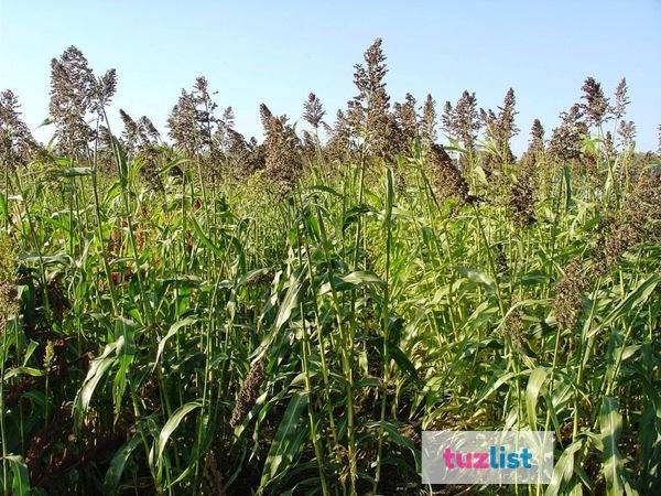 Фото Семена суданской травы