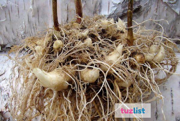 Фото Норичник узловатый. Семена и корни с доставкой по России.