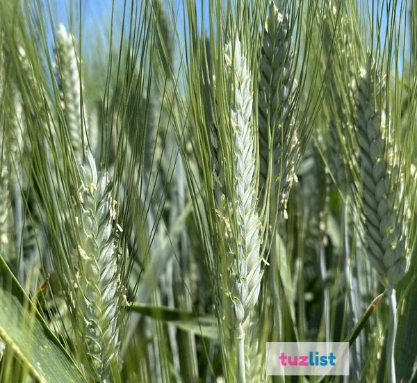 Фото Семена пшеницы озимой твердой купить Агат Донской Амазонка Одари Юбилярка Яхонт