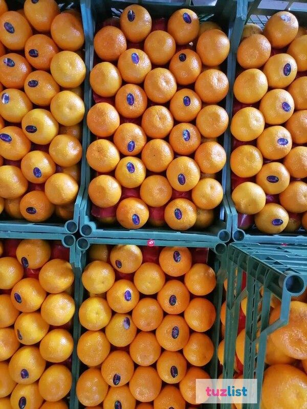 Фото Продам фрукты и овощи из Египта (мандарин, лимон,гранат,лук,чеснок)