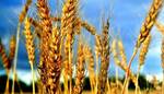 Фото №4 Продаем семена яровых зерновых культур: пшеница, ячмень, ове