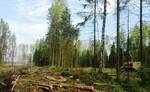 Фото №2 Вырубка деревьев в СПб и ЛО