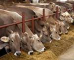 Фото №2 Пищевая добавка для коров (глицерин)