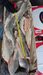 фото Кета, горбуша ,кальмар, минтай, лосось