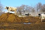 фото Навоз коровий, в мешках и валом, с доставкой и самовывоз