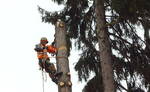 Фото №2 Спил, обрезка,кронирование деревьев альпинистами