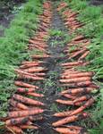 фото Продажа моркови