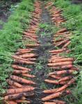 Фото №2 Продажа моркови