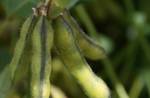 фото Продажа семян сои от компании Евралис Семанс