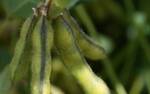 Фото №2 Продажа семян сои от компании Евралис Семанс