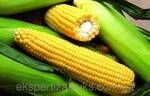 фото Гибриды семян кукурузы Лимагрейн (LG)