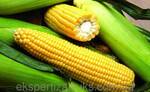 Фото №2 Гибриды семян кукурузы Лимагрейн (LG)