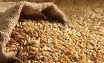 фото Продам пшеницу 3 кл оптом