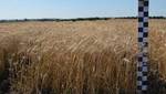 фото Семена озимой пшеницы Астет
