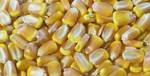 фото Семена кукурузы РОСС-199 МВ F1 2016 от 45руб/кг.