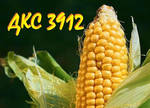 Фото №2 Семена кукурузы "Монсанто" ДКС 3912 (ФАО 290)