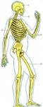 фото Скелет человека 85 см