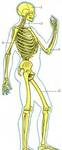 Фото №2 Скелет человека 85 см