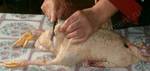 фото Мясо фермерской утки, фермерских цыплят бройлеров