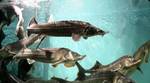 фото Аквариум для торговли живой рыбой 1400л, двухсекционный.