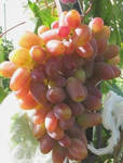 фото Саженцы винограда