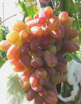 Фото №2 Саженцы винограда