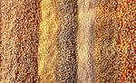 фото Зерно пшеница зерно-бобовые от 4 рублей оптом дешево