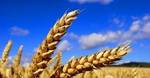 фото Семена пшеницы яровой. Пшеница яровая.