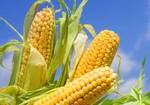 фото Семена гибридов кукурузы П7709,П8400,ПР37Н01,ПР39Д81 Pioneer