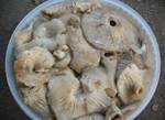 фото Соленые грибы ассорти