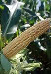 Фото №2 Семена кукурузы Краснодарский 452 АМВ (ФАО 450)