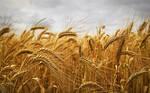 Фото №2 Пшеница продовольственная мукомольная