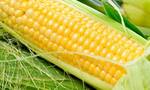 фото Гибрид кукурузы Monsanto ДКС 4014(ФАО340