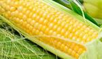 Фото №2 Гибрид кукурузы Monsanto ДКС 4014(ФАО340