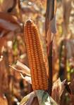 Фото №2 Семена кукурузы РОСС 130 (ФАО 130)