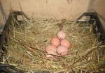 Фото №2 Яйца домашние