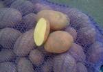 Фото №2 Картофель оптом от производителя калибр 5 цена 8руб/кг
