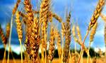фото Продаем семена яровых зерновых культур: пшеница, ячмень, ове